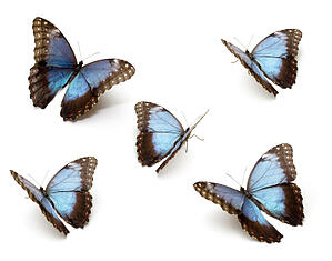 home-health-butterflies